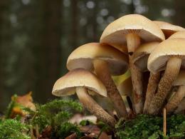 Perché sogni di raccogliere funghi nella foresta?
