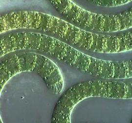 I cianobatteri possono “cortocircuitare” il processo di fotosintesi