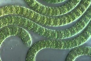 I cianobatteri possono “cortocircuitare” il processo di fotosintesi