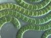 Цианобактерии умеют «закорачивать» процесс фотосинтеза