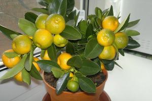 Jak sadzić i hodować owoce cytrusowe w domu z kamienia
