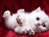 Perché un uomo sogna un gattino bianco?