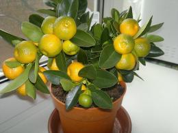 Kako posaditi i rasti citrusno voće kod kuće iz kamena