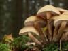 Zašto sanjate da berete gljive u šumi?