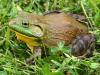 Neverovatne američke žabe Šta se dešava sa američkim punoglavcem