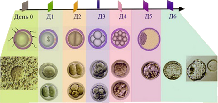 Сколько эмбрионов форум. Развитие 3 дневного эмбриона по дням после переноса. Эко ИКСИ стадии развития эмбриона. Этапы развития ооцита при эко. 3 День после подсадки эмбриона.